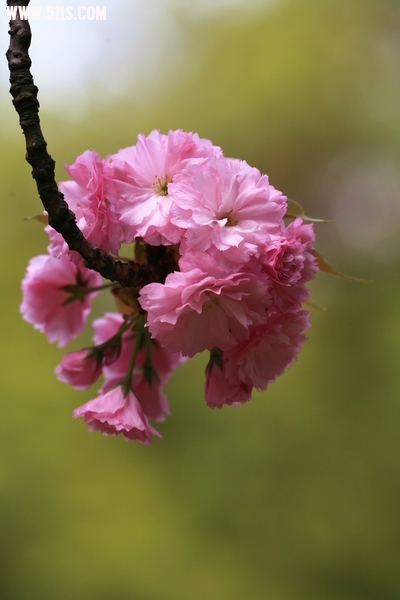 Ƭ010.jpg