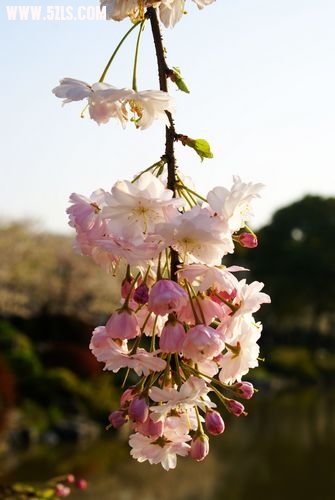 DSC02243.jpg