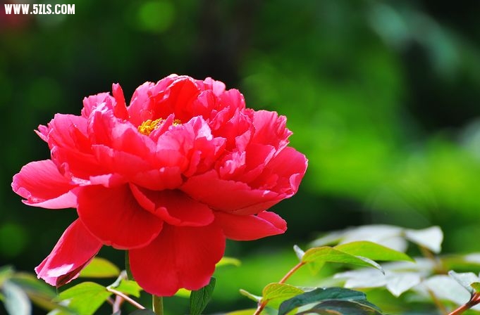DSC_0038.jpg