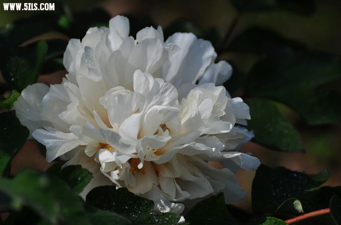 DSC_0035.jpg
