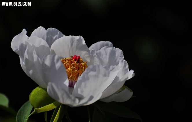 DSC_0044.jpg