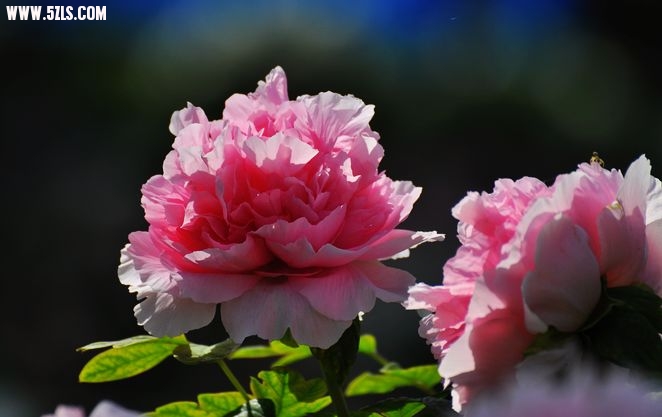 DSC_0046.jpg