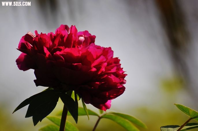 DSC_0050.jpg