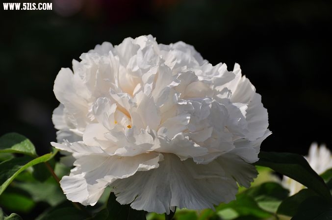 DSC_0052.jpg