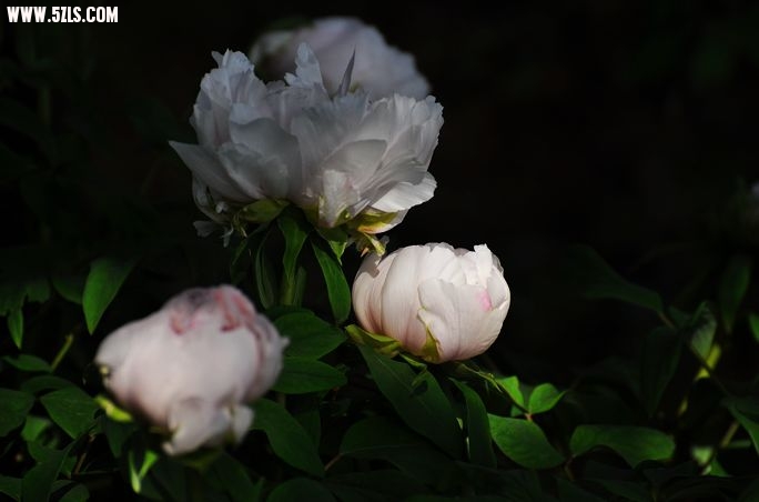 DSC_0073.jpg