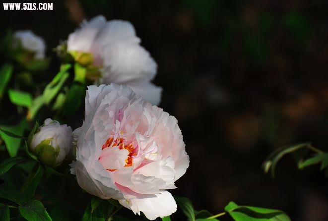 DSC_0074.jpg