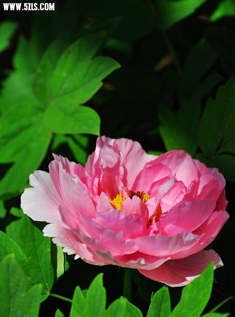 DSC_0078.jpg