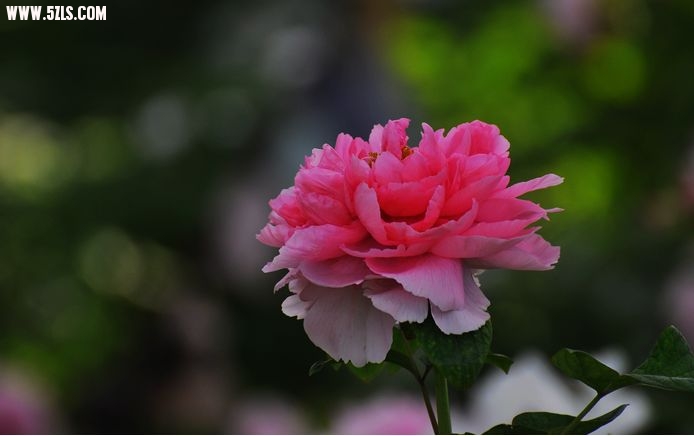DSC_0100.jpg