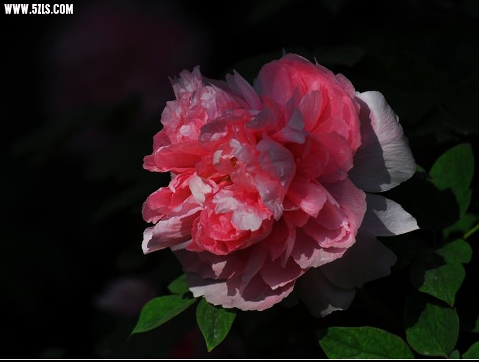 DSC_0105.jpg