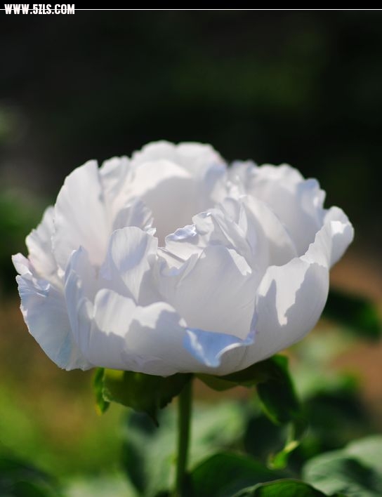 DSC_0215.jpg