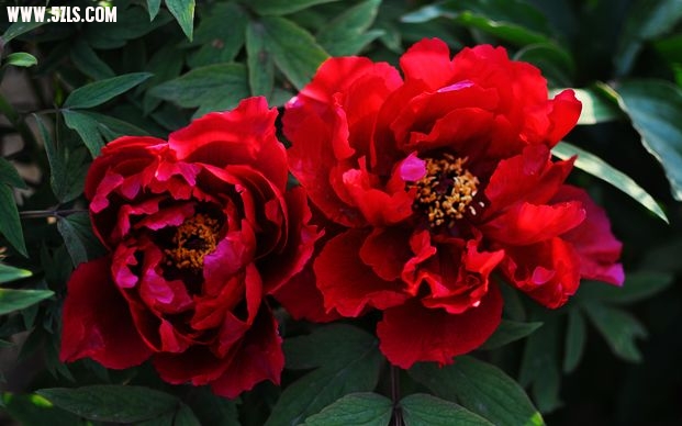 DSC_0241.jpg