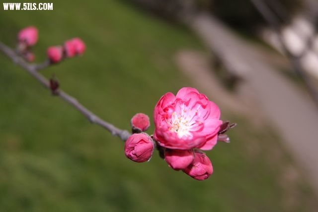 DSC00815.JPG