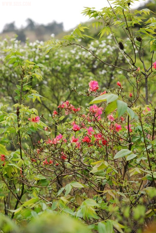 DSC_0046.JPG