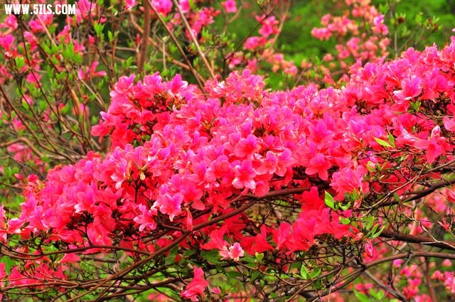 Ƭ 042.jpg