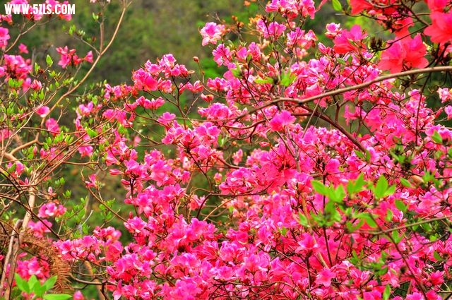 Ƭ 044.jpg