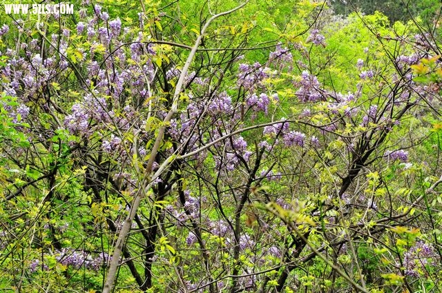 Ƭ 018.jpg