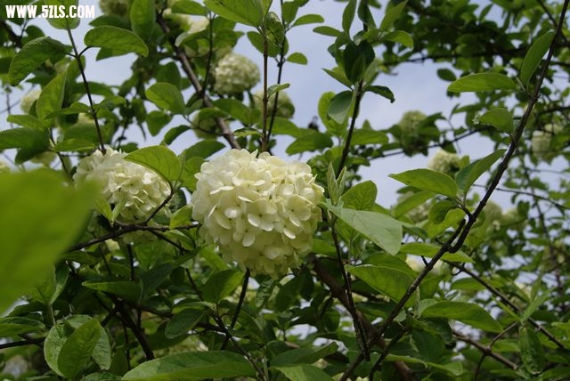 DSC00889.JPG