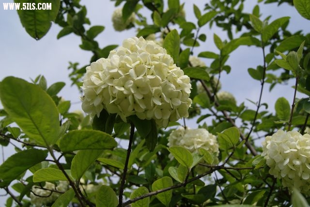 DSC00890.JPG