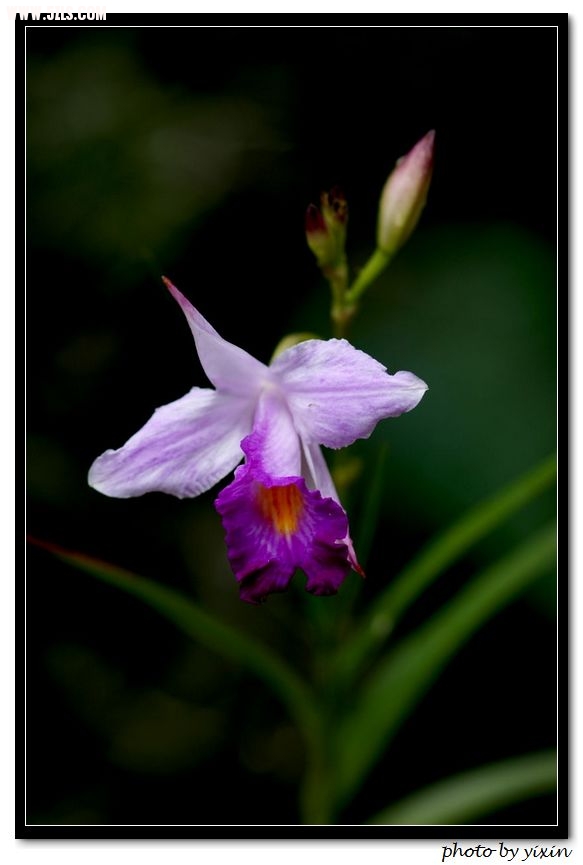 nEO_IMG_DSC00222.jpg