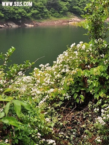 DSC_0268-1.jpg