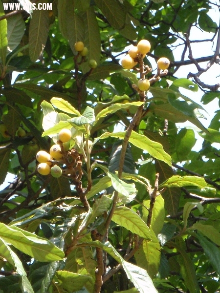 P6150338-1.jpg