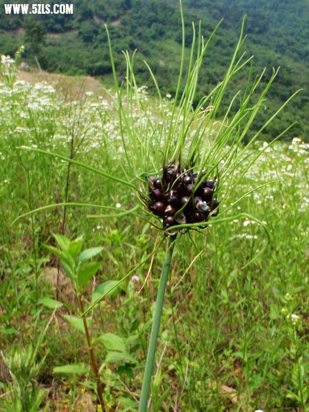 P6150348-1.jpg