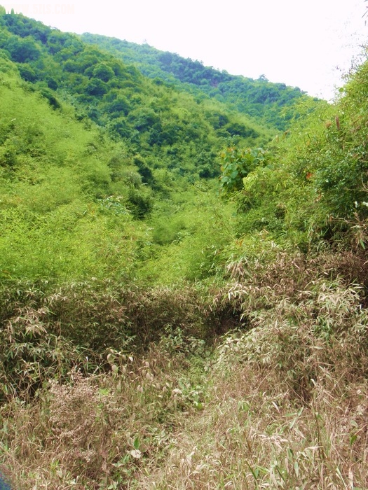 P6150421-1.jpg