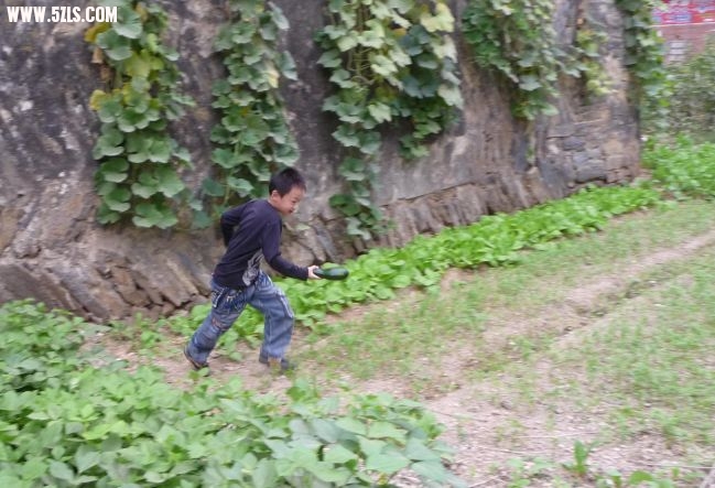 偷菜哟！