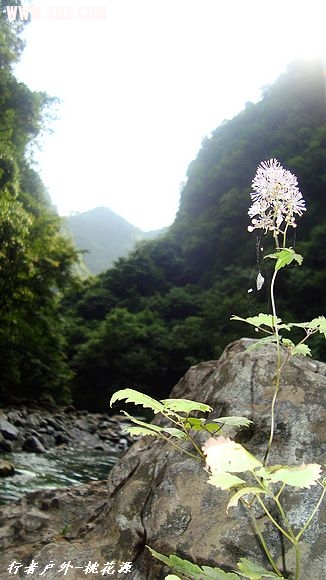 DSC03169.jpg