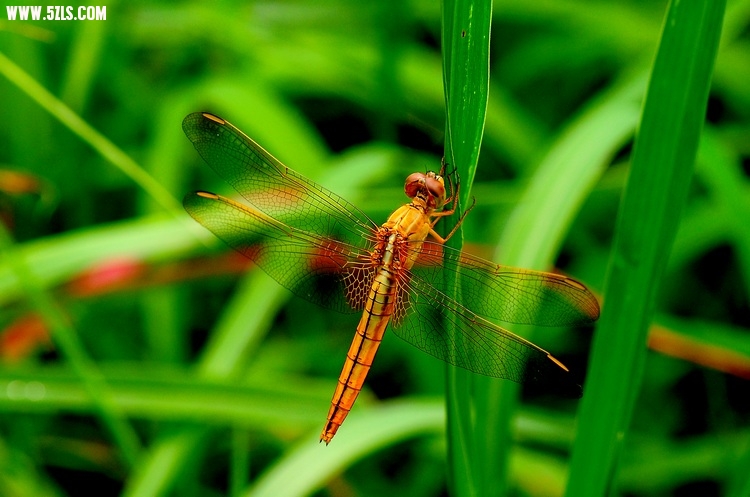 DSC_0550.jpg