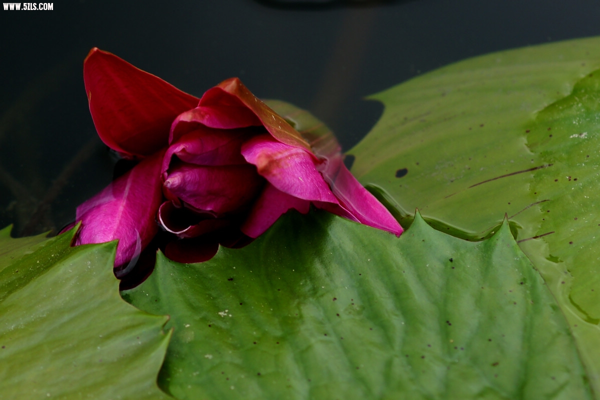 DSC00726.jpg