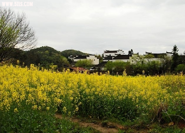农家后院