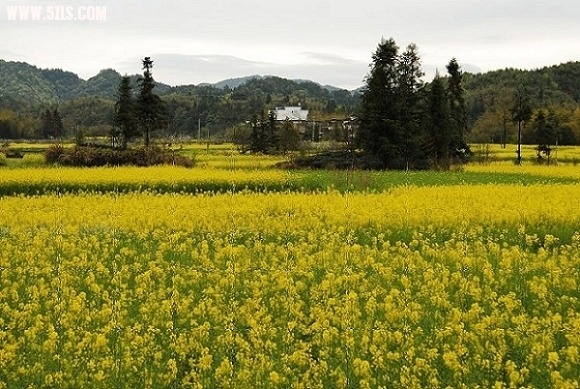 黄色田园
