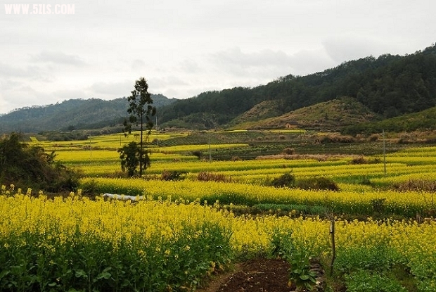 田野