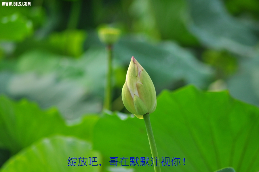 DSC_0126.JPG