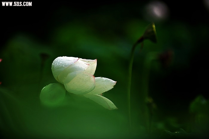 DSC_6774_СС.jpg