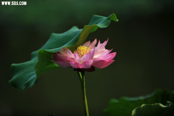 DSC_7023_СС.jpg