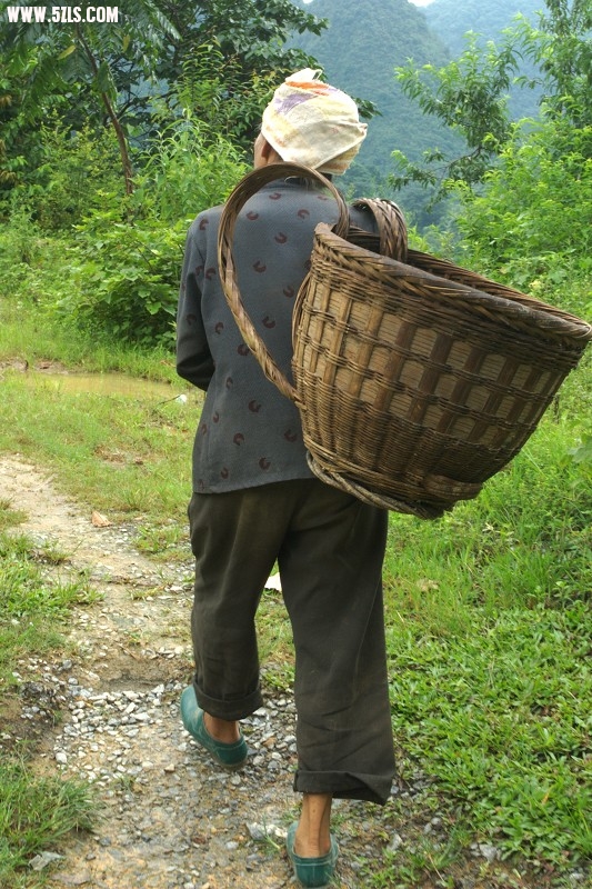 去山坡收玉米的阿婆已