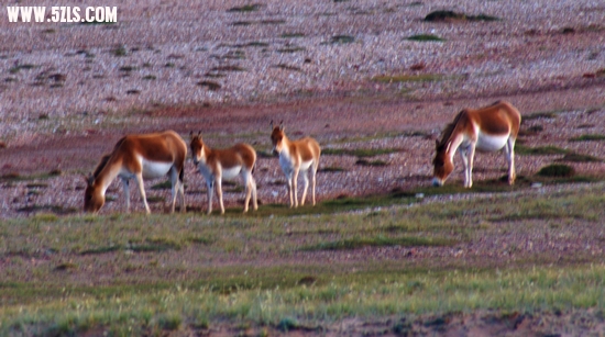 DSC05957.jpg