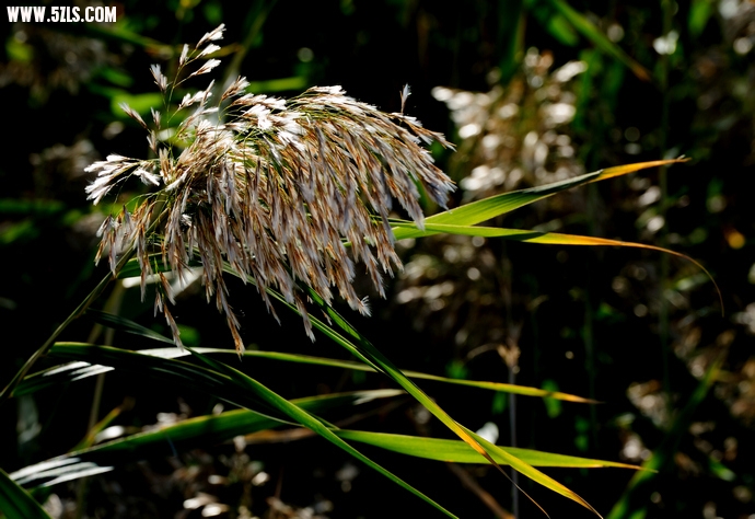 DSC_8636.jpg