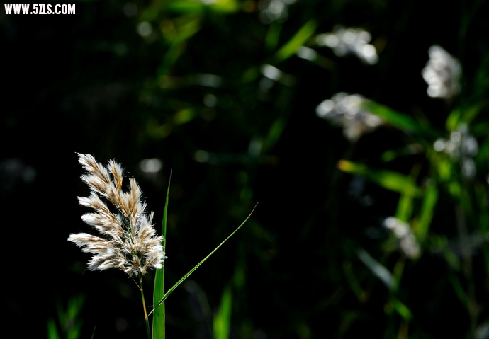DSC_8654.jpg