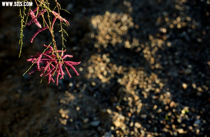 DSC_8684.jpg