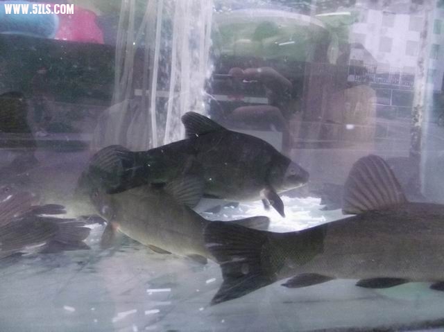 С DSCF0029.JPG