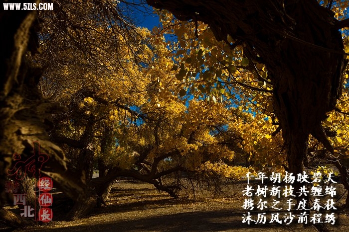 _MG_7511.jpg