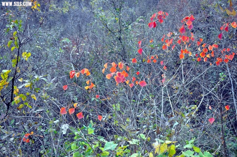 С DSC_0455.JPG