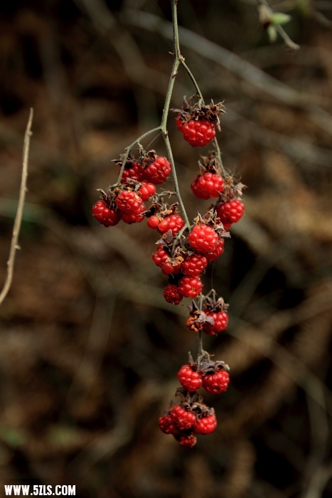 S0046.JPG