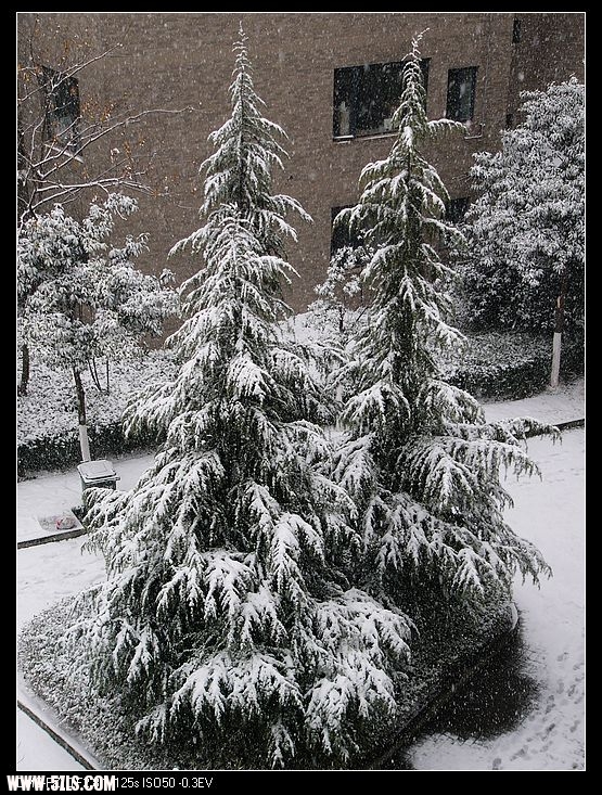 雪松