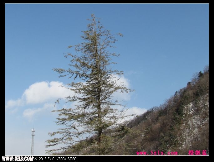 山中傲然的松树和悠然自得的云
