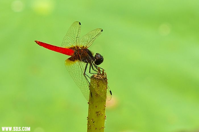 nEO_IMG__DSC0835.jpg