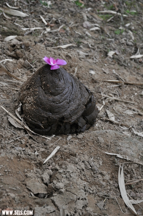 DSC_0107-1.jpg